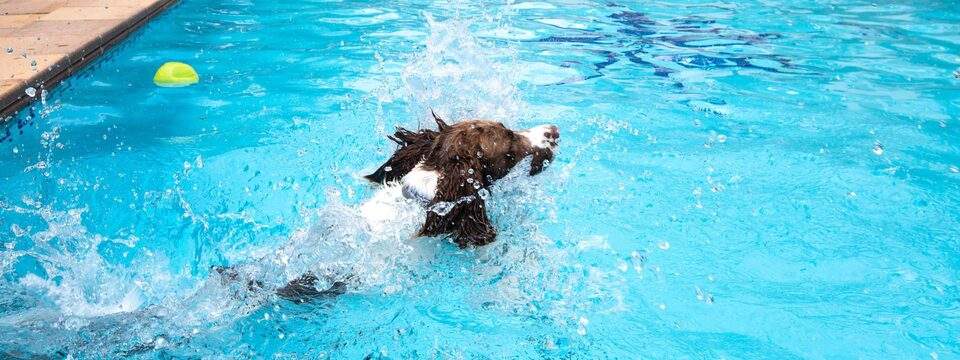 Galeria Dondersteen Resort Foto 6 - Perro en la piscina