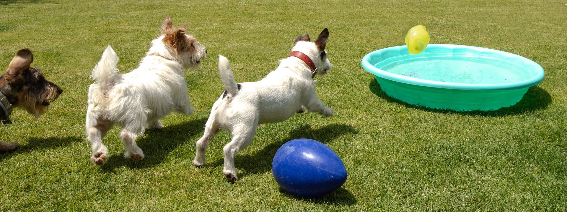 Galeria Dondersteen Resort Foto 4 - Perros jugando en el parque