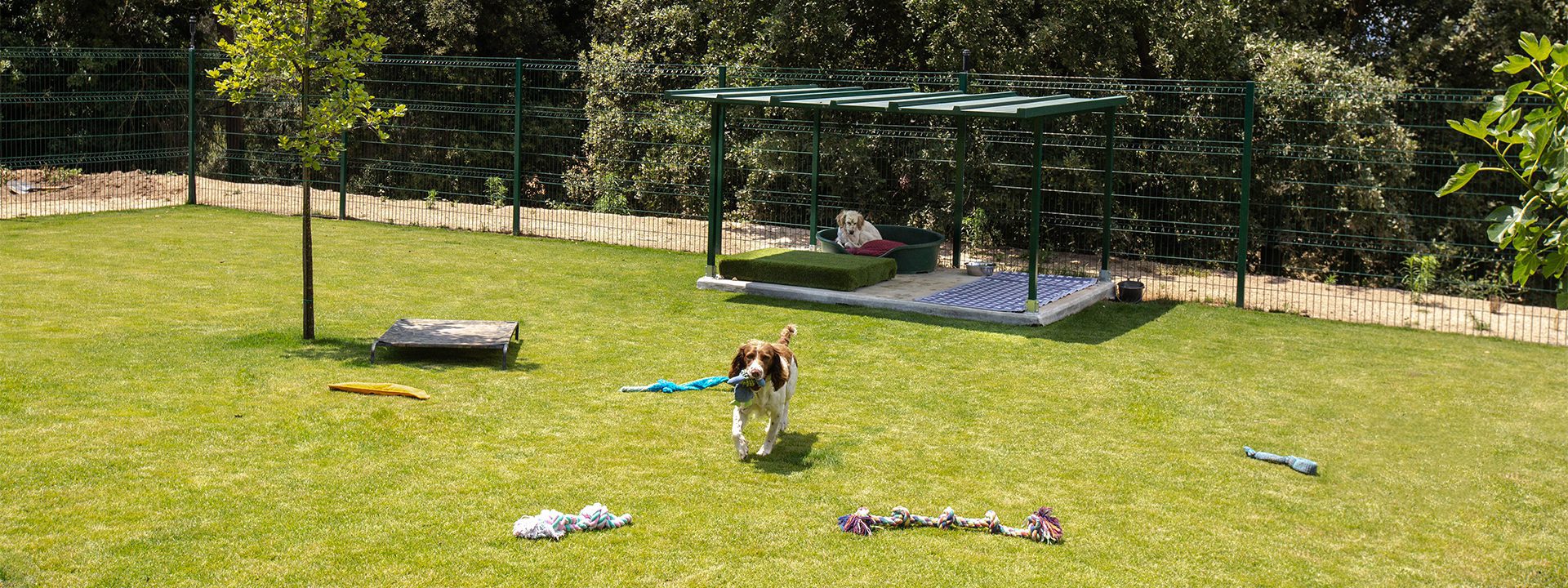 Perros jugando en el jardin - Instalaciones - Galeria Dondersteen Resort Foto 14