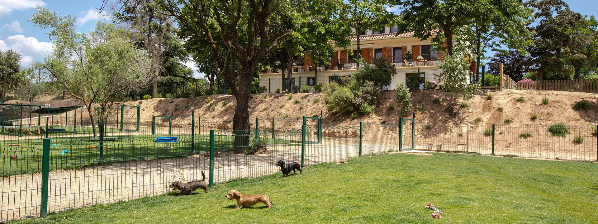 Perros jugando en el jardin - Instalaciones - Galeria Dondersteen Resort Foto 13